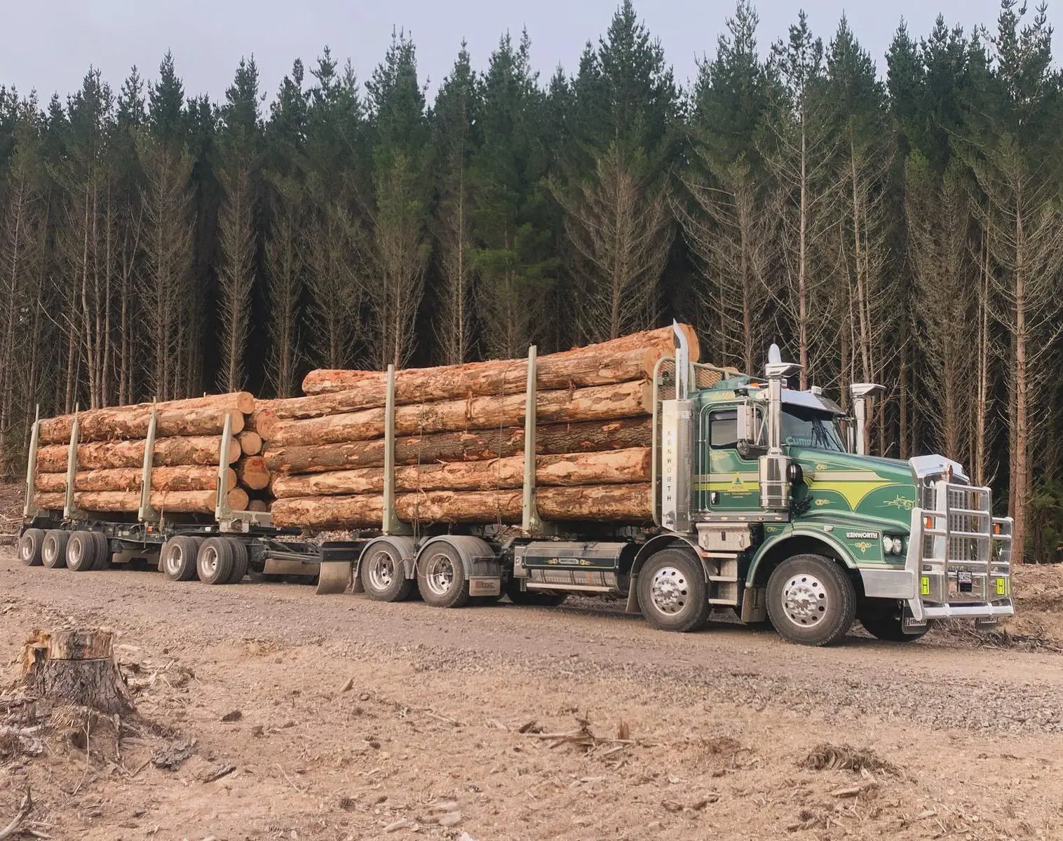 BHL log truck loaded at the edge of a New Zealand pine forest block
